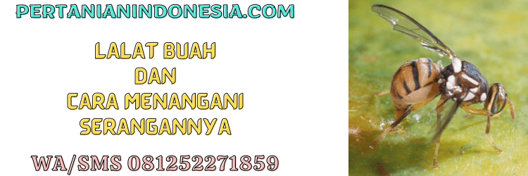 hama,hama lalat,hama lalat buah,serangan,pertanian indonesia